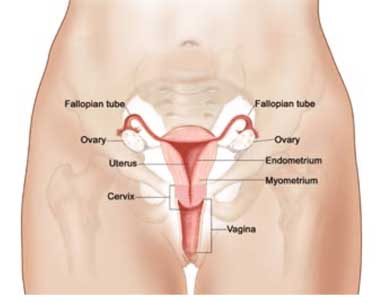 Rahim, tüpler ve yumurtalıkların önden görünümü.
